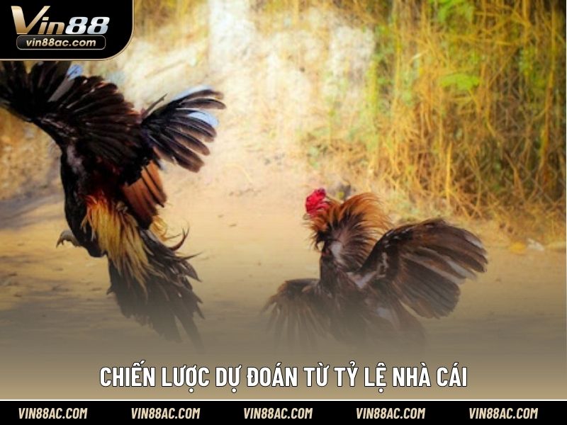 Chiến lược dự đoán từ tỷ lệ nhà cái