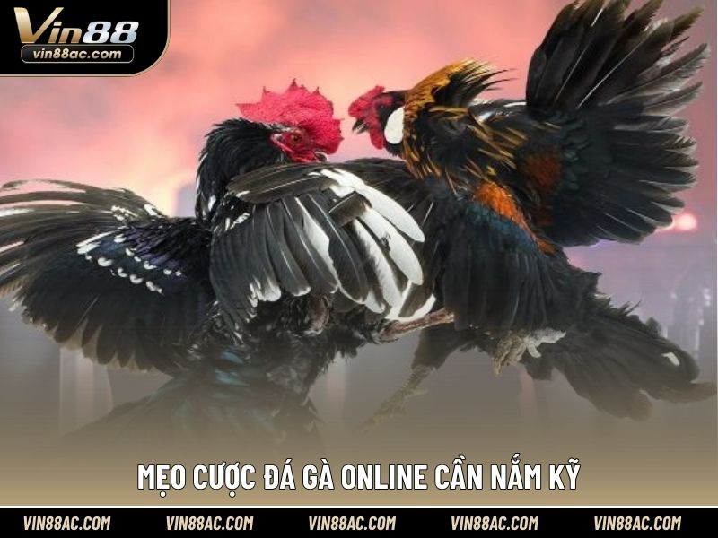 Mẹo cược đá gà online cần nắm kỹ