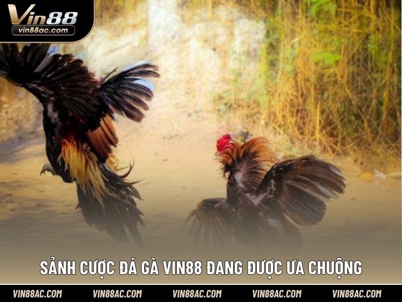 Sảnh cược đá gà VIN88 đang được ưa chuộng
